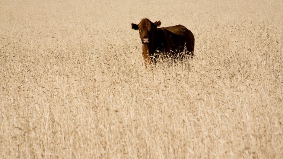 cow_in_wheat_farm_agriculture