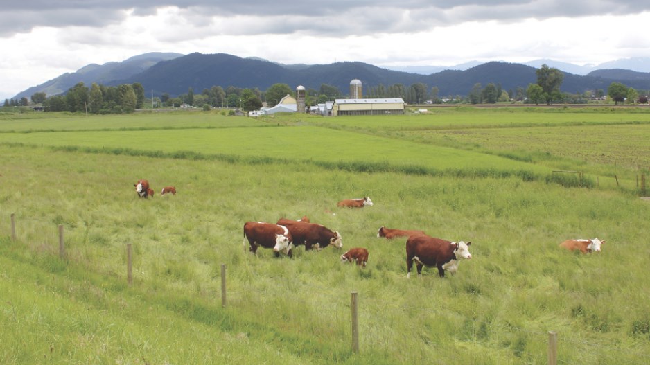 cows-ericbuermeyershutterstock