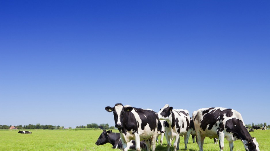 cows-gettyimages