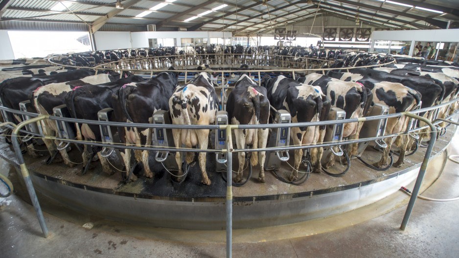 dairycowsedwinremsberg-theimagebank-gettyimages
