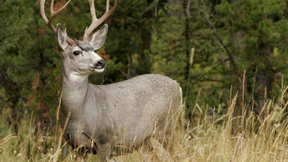 deer