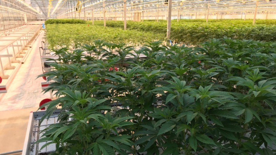delta-cannabis-greenhouse-pure-sunfarms-creditsandorgyarmati