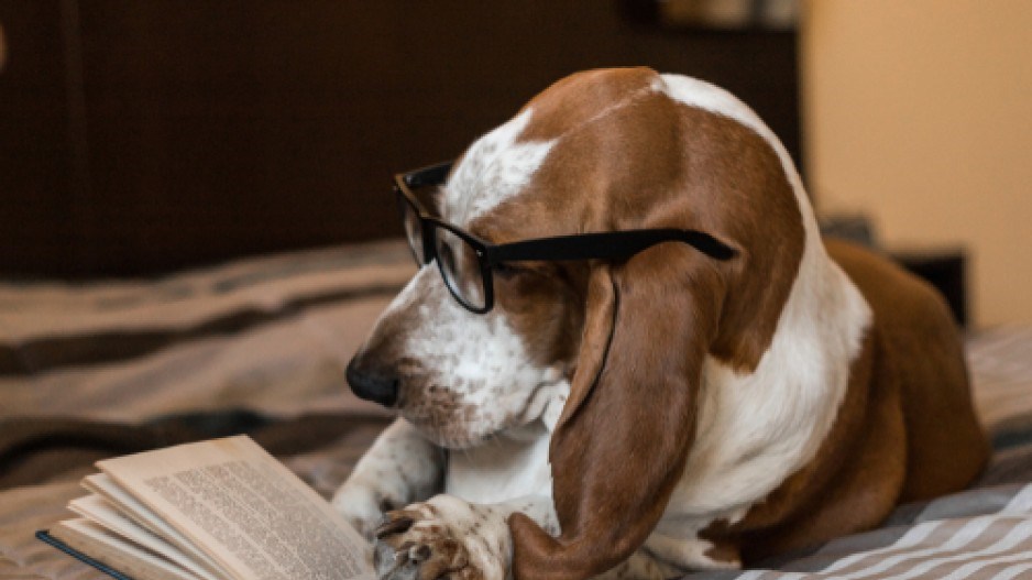 dog-basset-glasses-reading-shutterstock