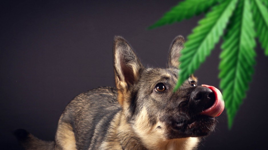 dog-cannabis-shutterstock