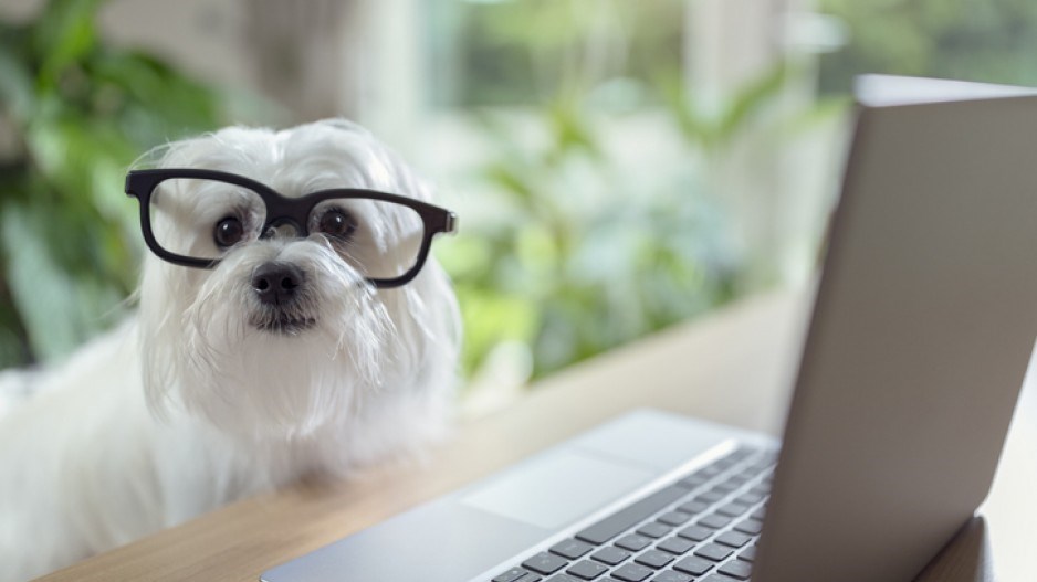 dog-glasses-laptop-reading-gettyimages