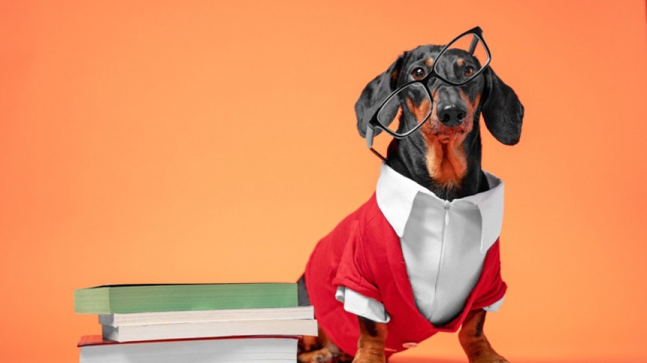 dog-glasses-shirt-reading-gettyimages