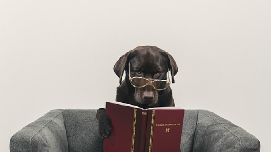 dog-reading-creditjustinpagetgettyimages