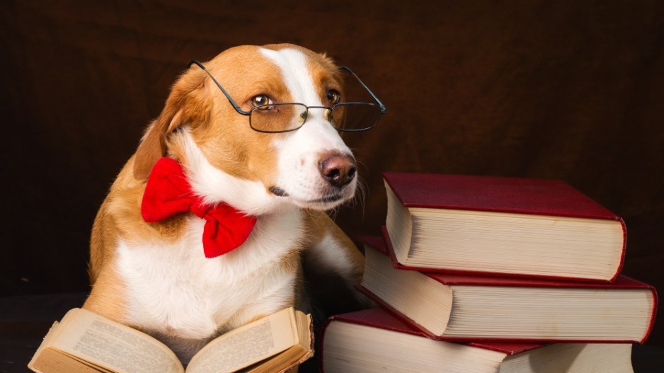 dog-reading-glasses-shutterstock