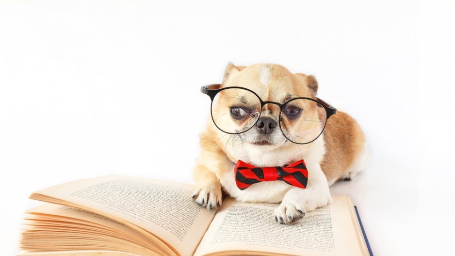 dog-reading-shutterstock