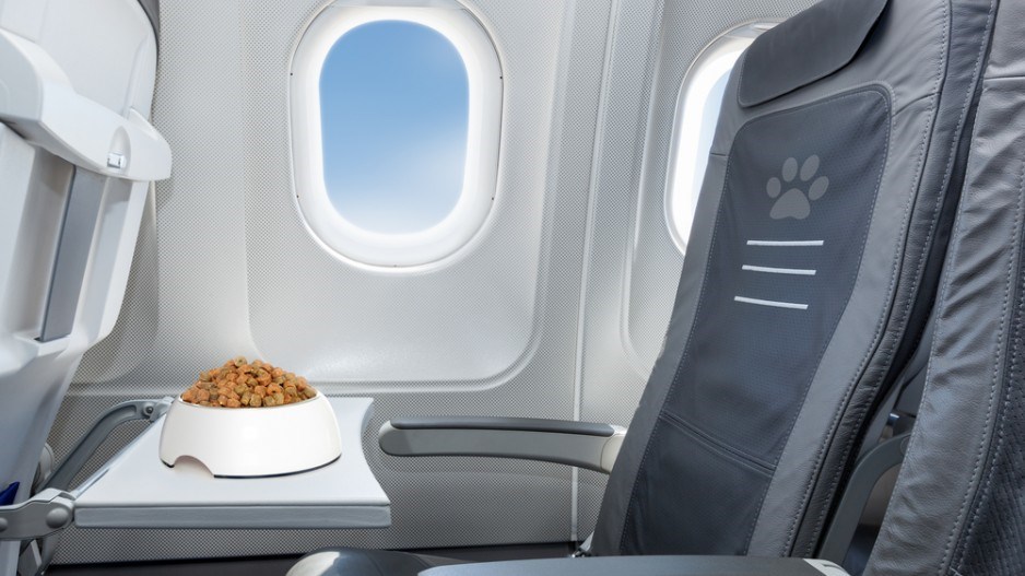 dog_dish_airplane_shutterstock