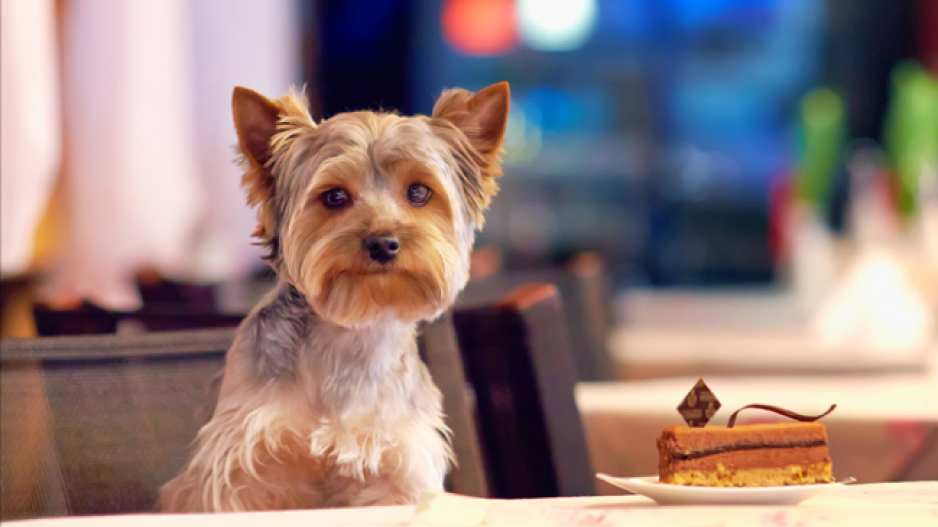 dog_restaurant_crop