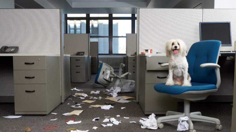 doginofficewithmess