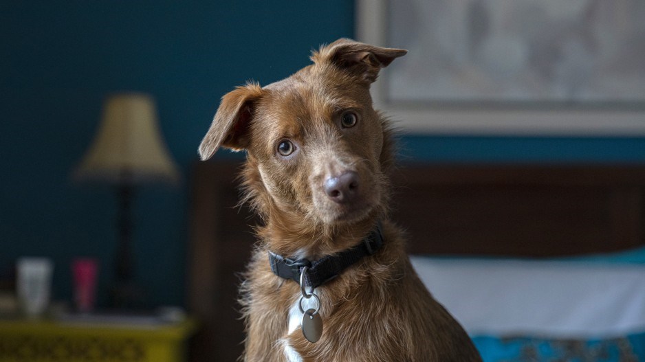 dogpetslourdesbalduque-moment-gettyimages