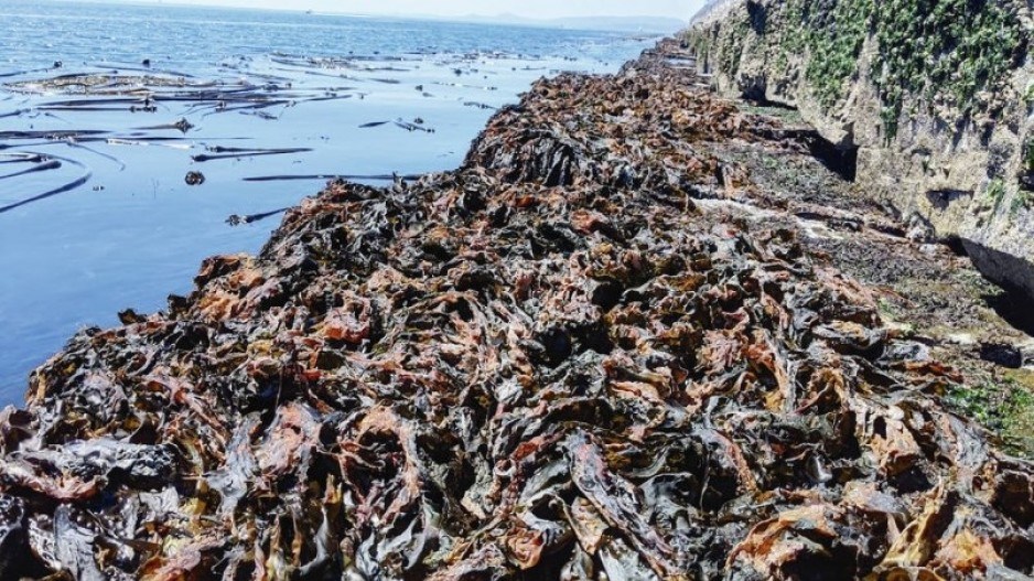 dried-kelp-creditbriantimmeruniversityofvictoria