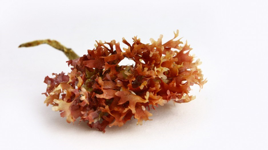 dulse_seaweek_shutterstock