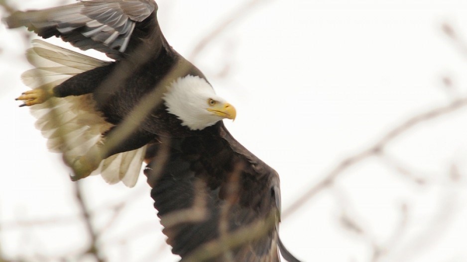 eagle-dantoulgoet