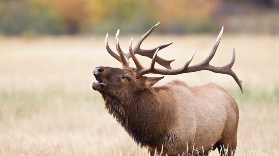 elk-istock