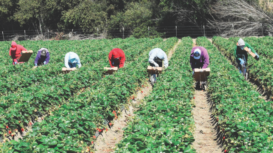 farm_workers_credit_rightdxshutterstock