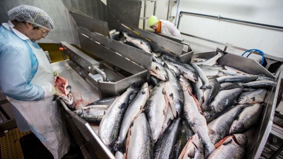 farmed-salmon-marineharvestcanada-creditdarrenstonetimescolonist