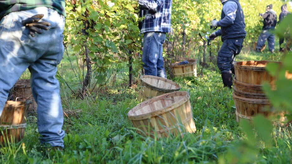 farmfarmersfarmhandcarlosbezz-moment-gettyimages