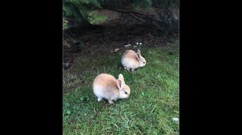 feralrabbits