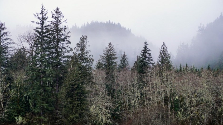 fries-creek-across-fishermans-park-squamish1