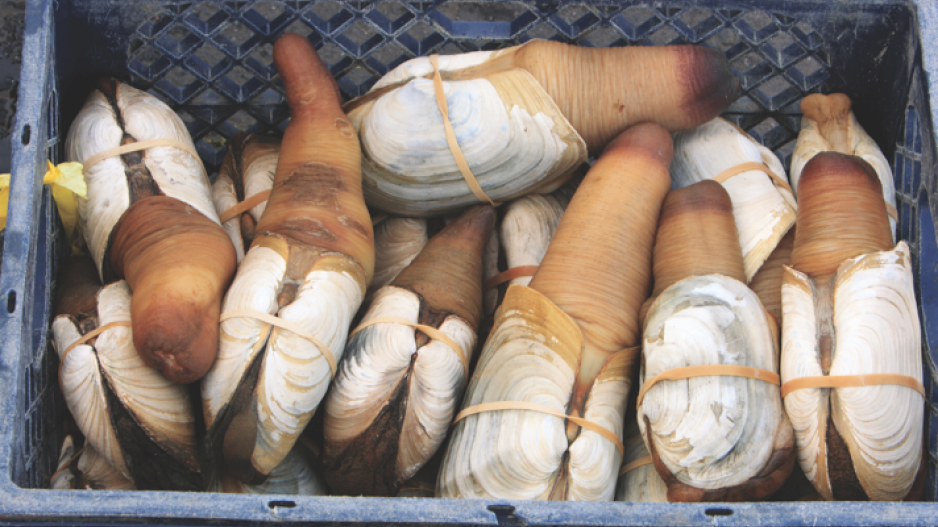 geoduck