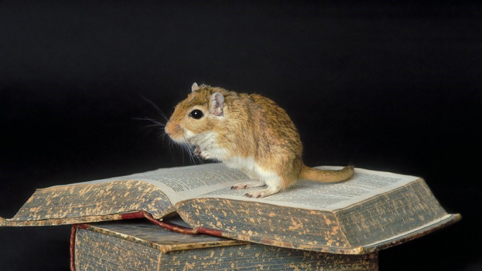 gerbil-reading-gettyimages