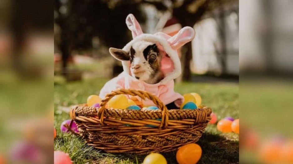 goat-basket-cute-creditmaanfarms