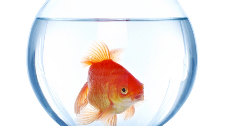 goldfish