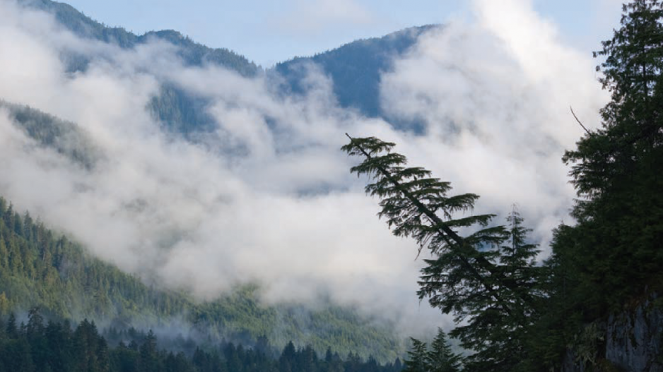 great_bear_rainforest_credit_neil_balderson_shutterstock