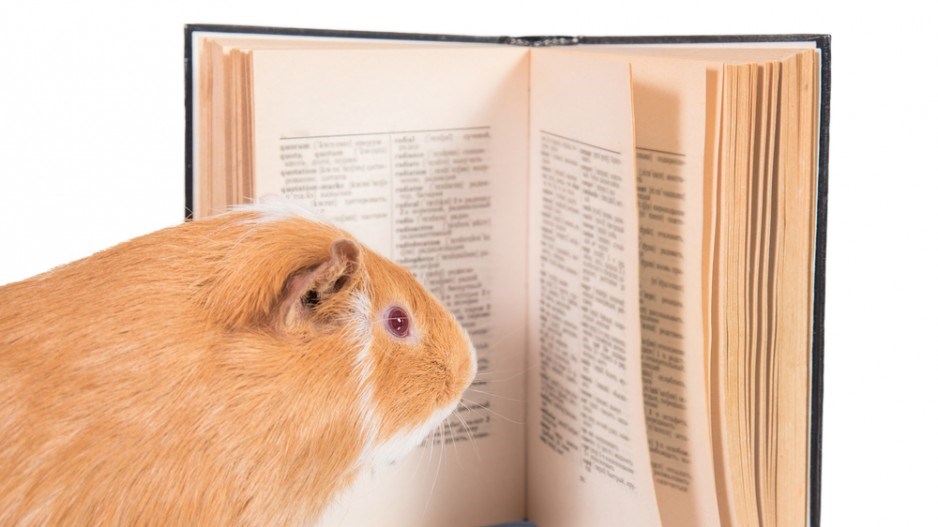 guinea-pig-reading-shutterstock