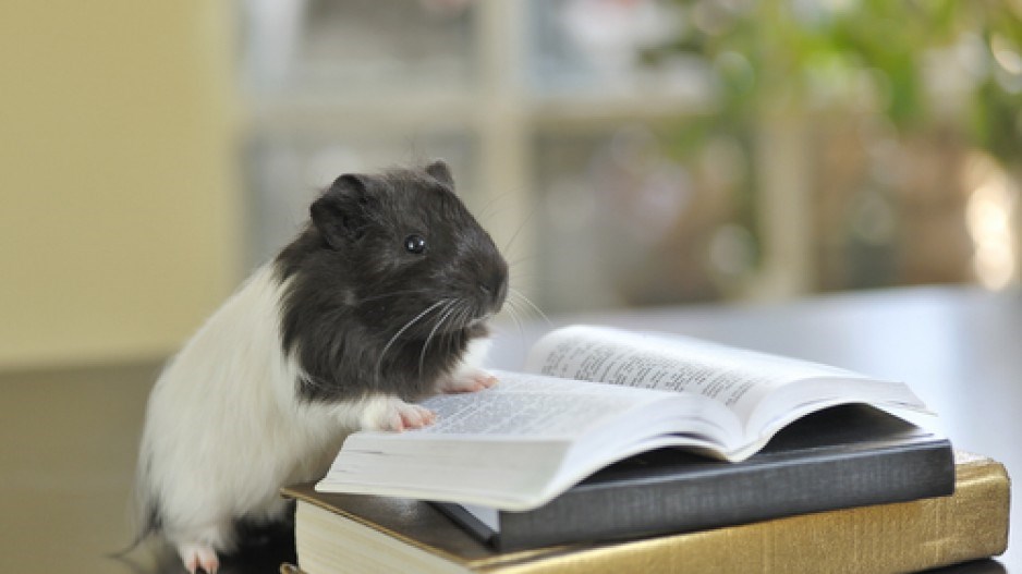 guinea-pig-shutterstock