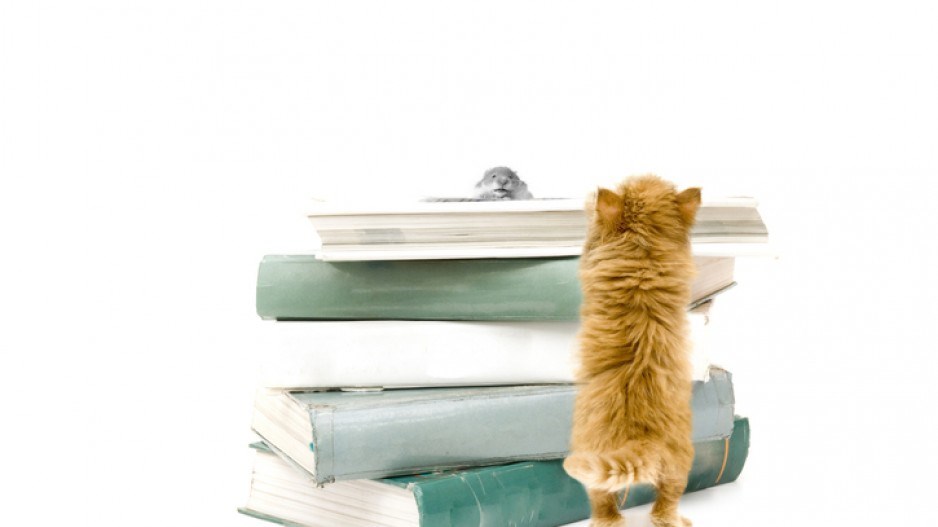hamster-cat-reading-gettyimages