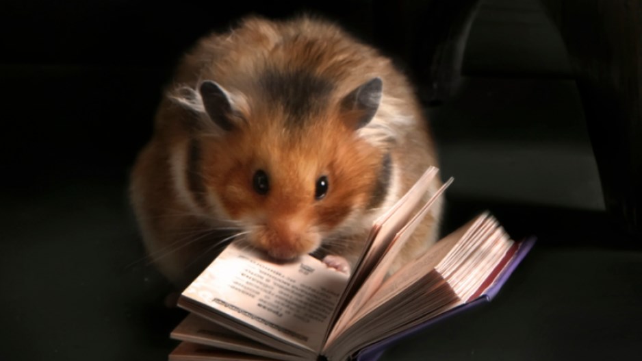 hamster-reading-credit-iloveitwhenyousmilegettyimages