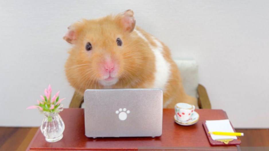 hamster-reading-creditconnyvgettyimages