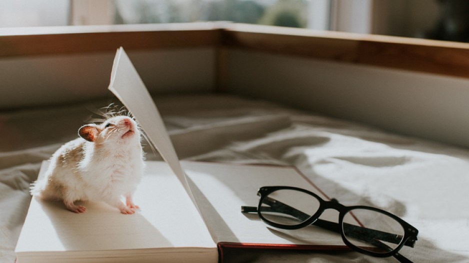 hamster-reading-gettyimages