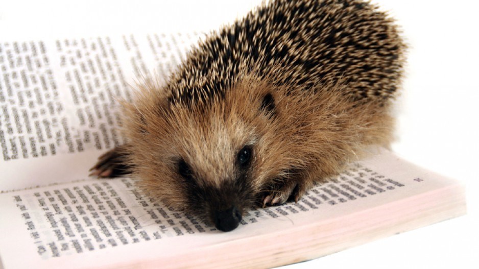 hedgehog-reading-gettyimages