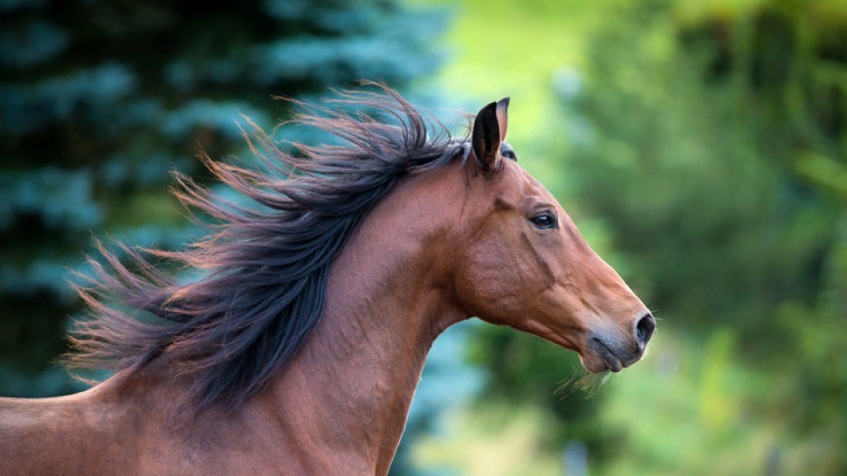 horse-alexiakhruscheva-istock-gettyimagesplus