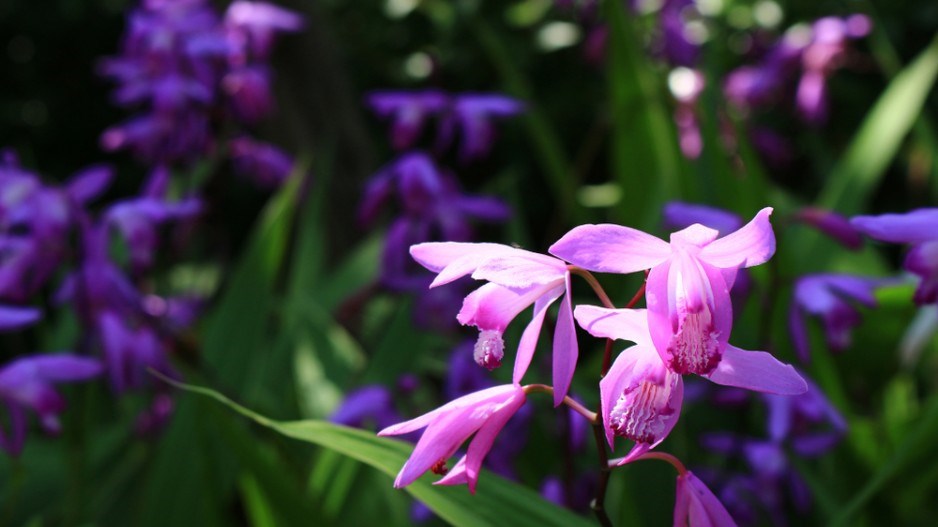 hyacinth-orchid-shutterstock