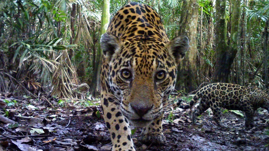 jaguar_credit_panthera