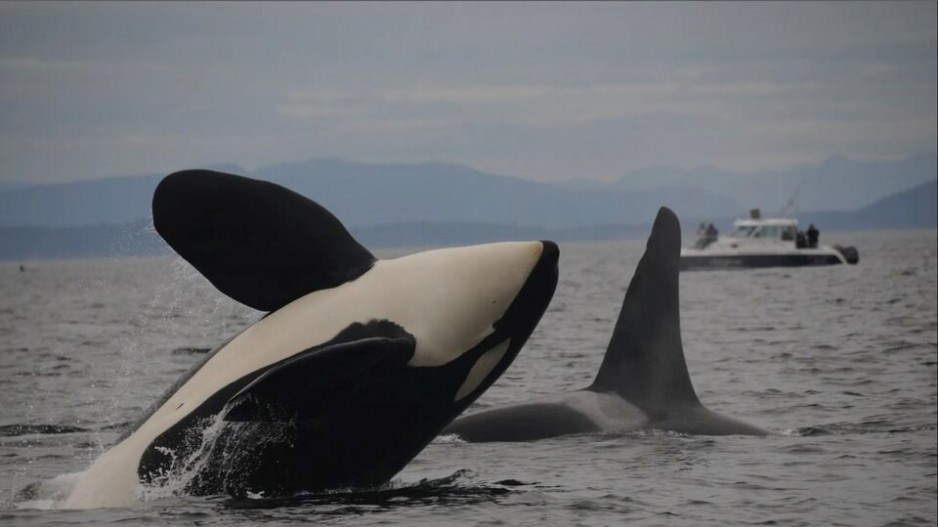 killer-whales-credit-candiceemmons-northwestfisheriessciencecentre