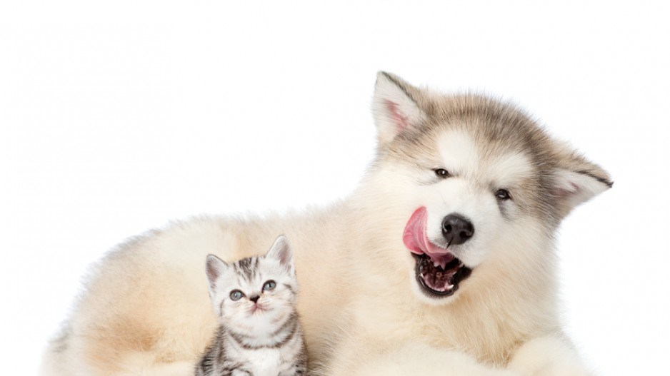 kitten-puppy-shutterstock