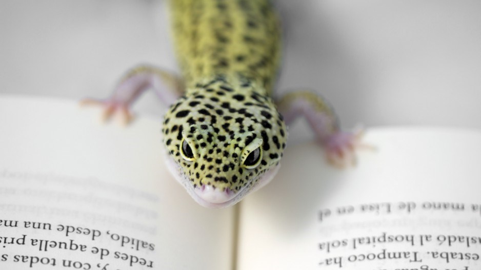 lizard-reading-creditfernandotrabancofotografiagettyimages
