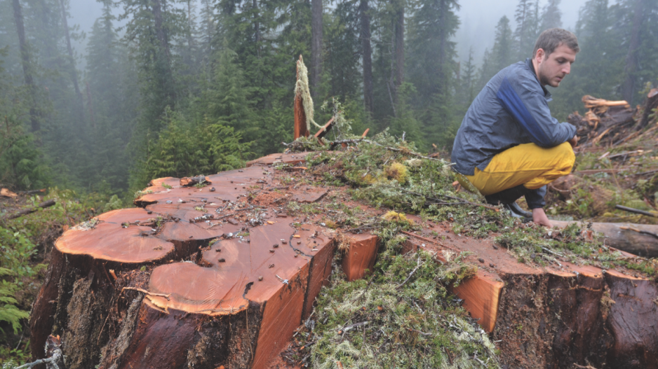 logging_old_growth_walbran_credit_wilderness_committee