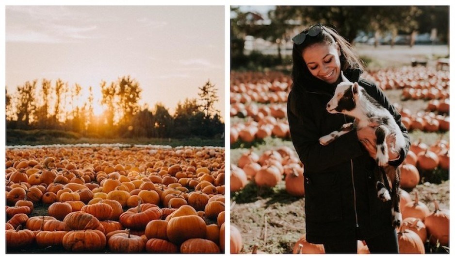 maan-farms-fall-festival-september-2021