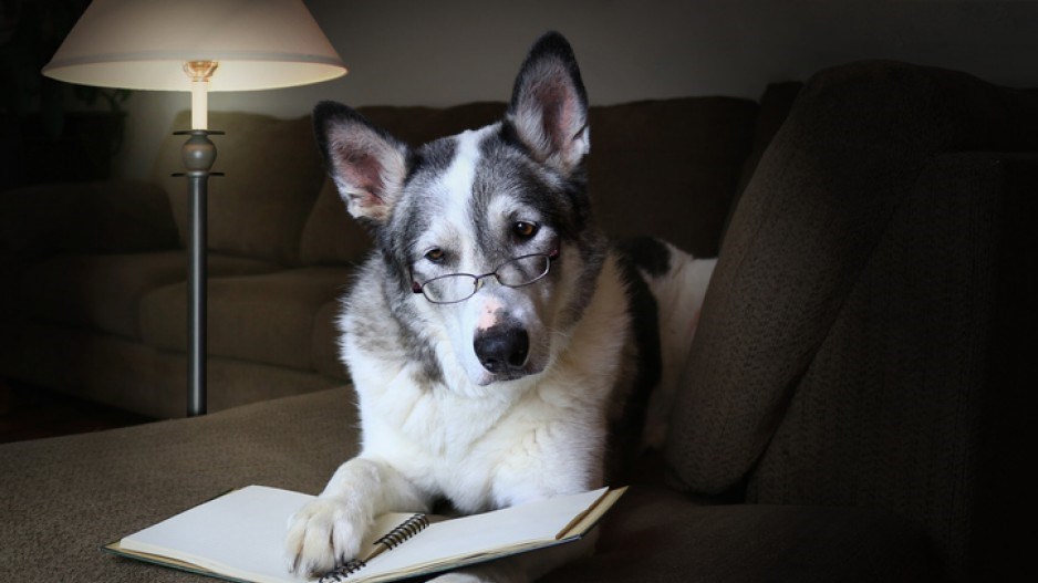 malamute-reading-gettyimages