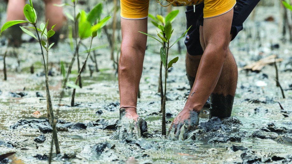 mangroveforestpiyawat-nandeenopparit-shutterstock