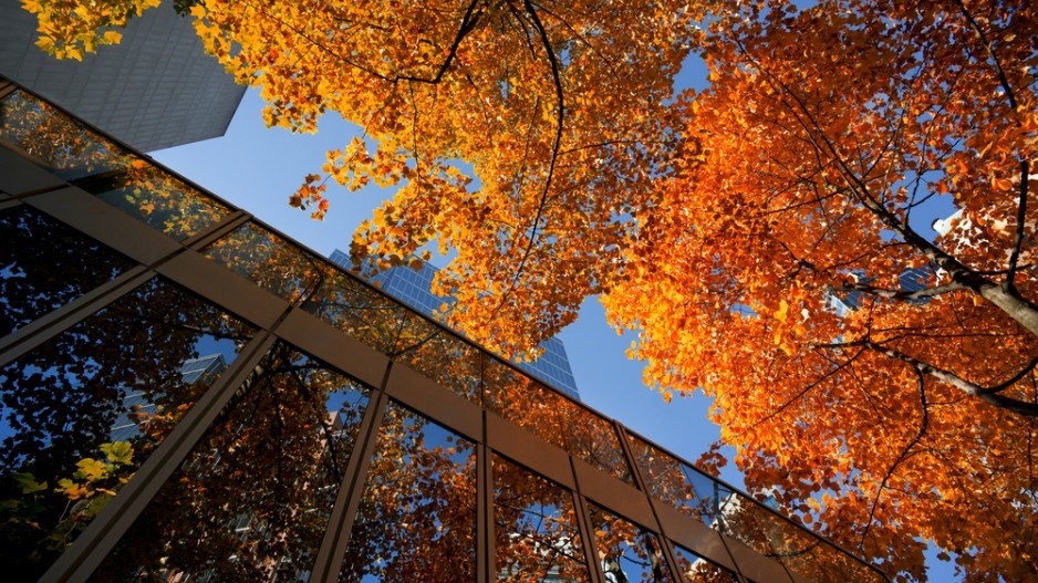 maple_trees_downtown_vancouver_shutterstock