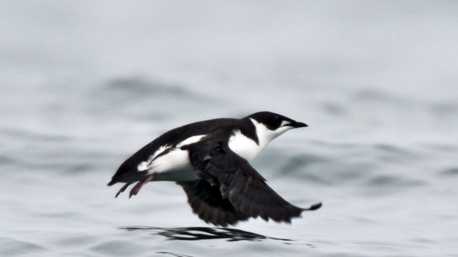 marbled-murrelet-creditryanmurphygettyimages